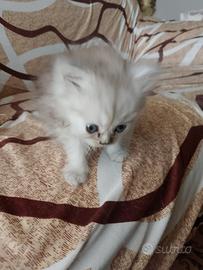 Cuccioli Persiani cincilla