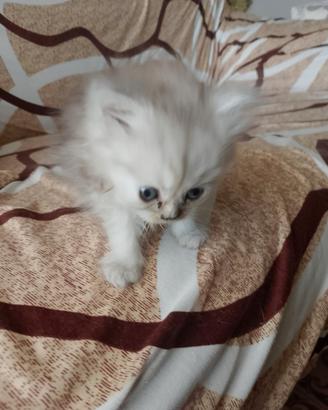 Cuccioli Persiani cincilla