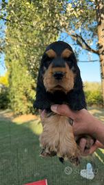 Cuccioli di cocker spaniel inglese