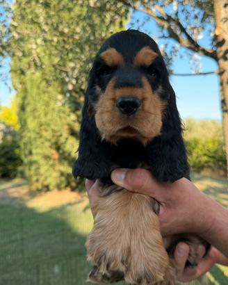 Cuccioli di cocker spaniel inglese