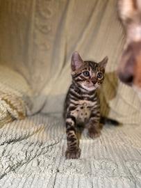 Gatto Bengala