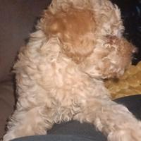 Barboncino mini toy red femminuccia