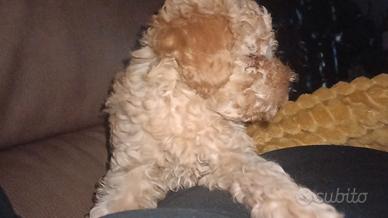 Barboncino mini toy red femminuccia