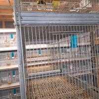 batteria gabbie borgovit 