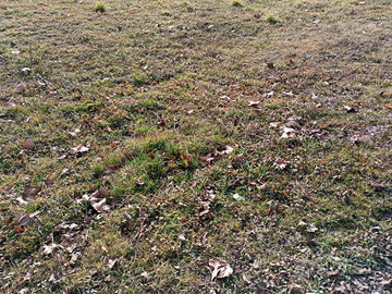 Terreno agricolo fronte strada