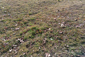 Terreno agricolo fronte strada