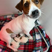 Jack Russell Terrier con pedigree