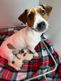 Jack Russell Terrier con pedigree