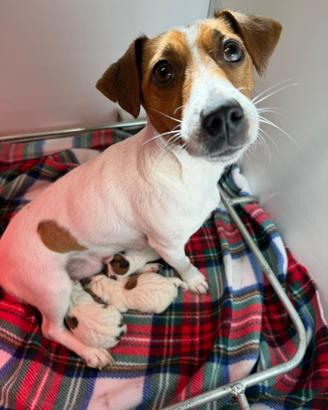 Jack Russell Terrier con pedigree