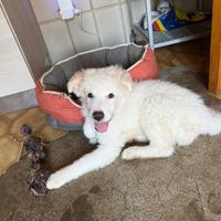 Cucciola di tre mesi