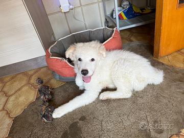 Cucciola di tre mesi