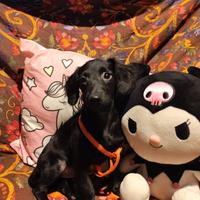 Incrocio tra cocker e barboncino nano