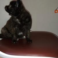 Ciwawa originale messicano