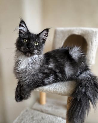 Maine Coon