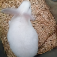 Conigli nuova zelanda