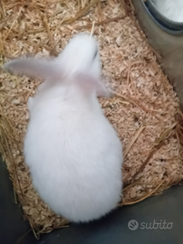 Conigli nuova zelanda