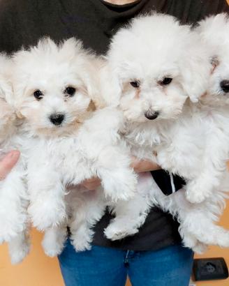 Bichon a pòil frisè
