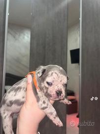 Bulldog francese merle
