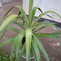 Pianta di Yucca
