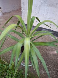 Pianta di Yucca