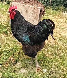 gallo australorp