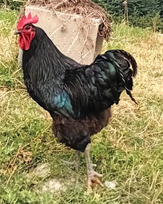 gallo australorp