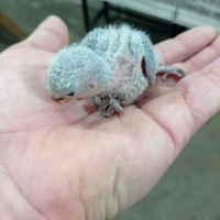 Pappagalli roseicolli