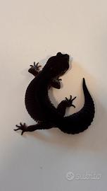 Geco leopardino Femmina Black Night
