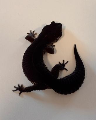 Geco leopardino Femmina Black Night