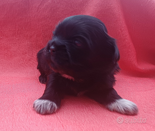 Cuccioli shih-tzu