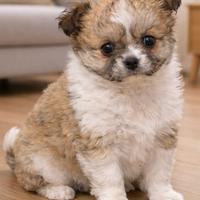 Chihuahua pelo lungo con pedigree Enci