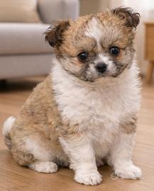 Chihuahua pelo lungo con pedigree Enci