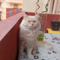 Gatt adulti