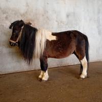 Fiocco mini poni 80 cm