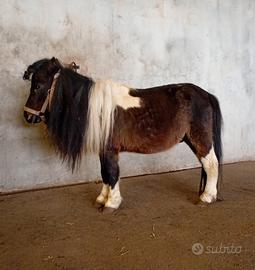 Fiocco mini poni 80 cm