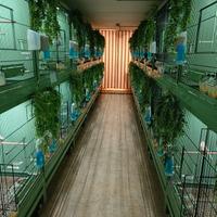  INTERO ALLEVAMENTO CHILLON