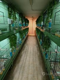  INTERO ALLEVAMENTO CHILLON