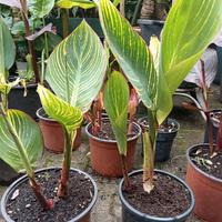 Banano Musa, canna indica di 20 varie varietà 