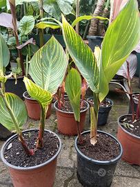 Banano Musa, canna indica di 20 varie varietà 