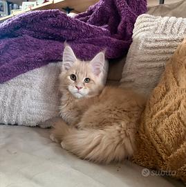 Cucciolo Maine coon