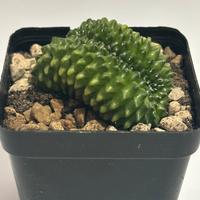Gymnocalycium mihanovichii Inermis Crestato Cactus