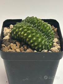 Gymnocalycium mihanovichii Inermis Crestato Cactus