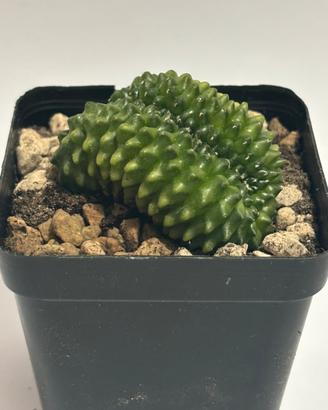 Gymnocalycium mihanovichii Inermis Crestato Cactus