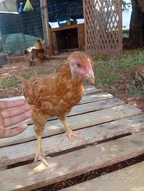 Gallina ovaiola