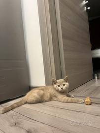 Gattini schottish
