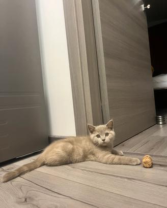 Gattini schottish
