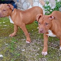Pitbull UKC Red Nose