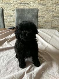 Maltipoo nero