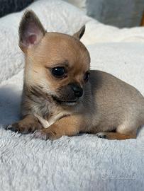 Chihuahua