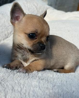 Chihuahua